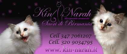 allevamento sacro di birmania Kin-narah